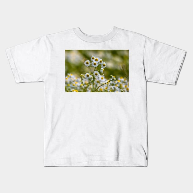 Wild Chamomile Kids T-Shirt by Violaman